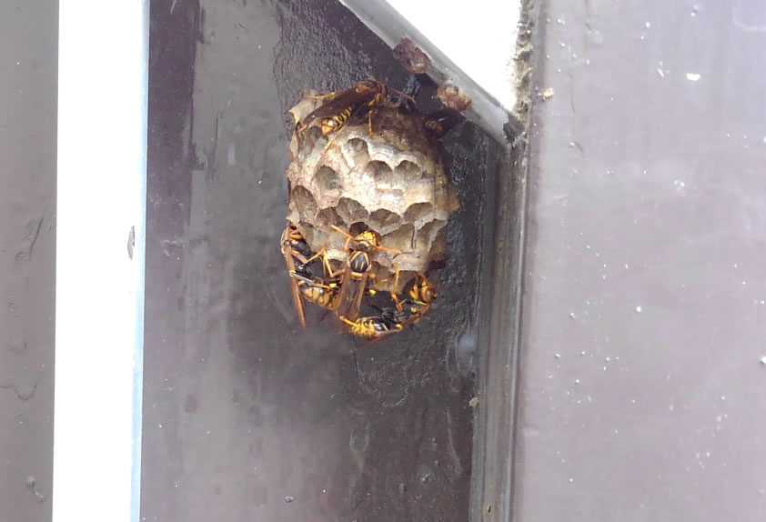 アシナガバチ駆除料金