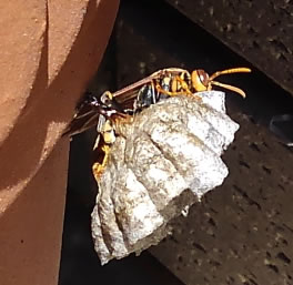 アシナガバチ巣標準サイズ