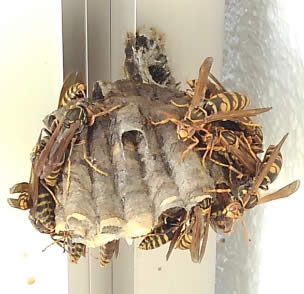 アシナガバチ巣テニスボール大