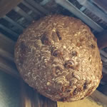 スズメバチ巣軽自動車タイヤ大