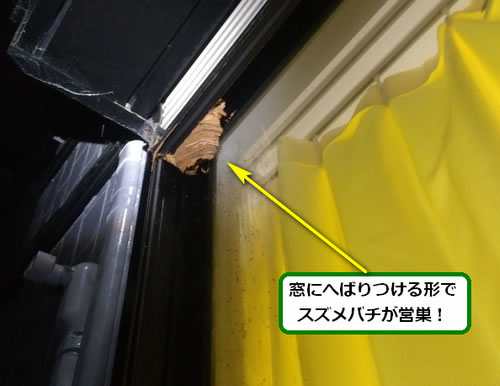 スズメバチ駆除窓