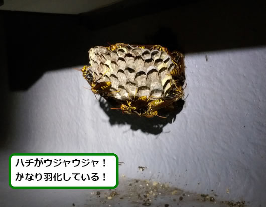 アシナガバチの巣駆除ベランダサッシ