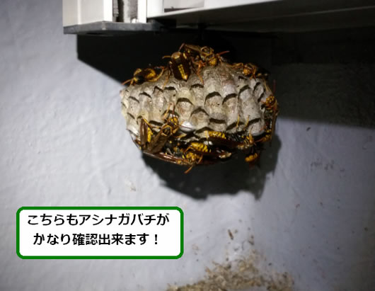 アシナガバチの巣駆除ベランダサッシ
