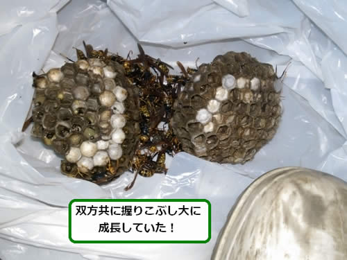 アシナガバチの巣