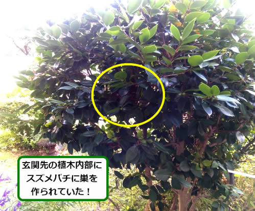 スズメバチ駆除植木