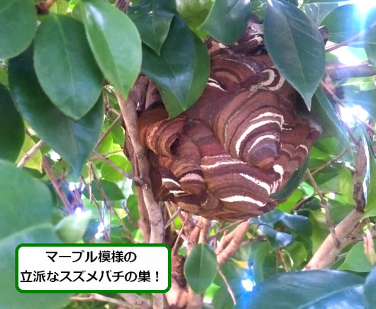 スズメバチの巣駆除植木