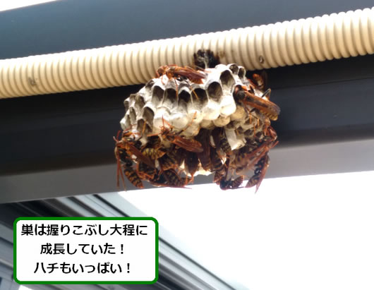アシナガバチの巣駆除ガレージ