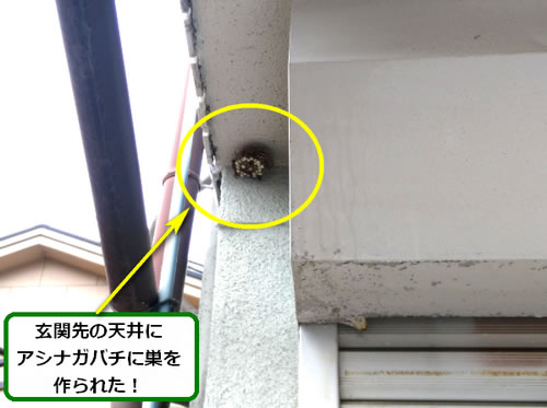 アシナガバチ駆除天井