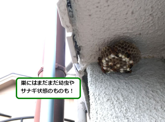 アシナガバチの巣駆除天井