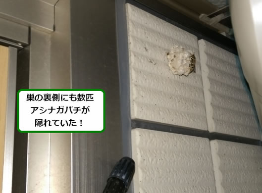 アシナガバチの巣駆除玄関天井