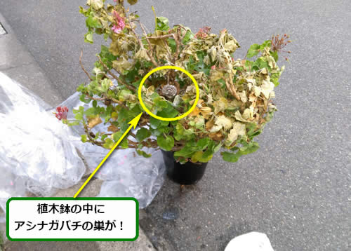 アシナガバチ駆除植木鉢