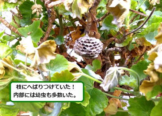 アシナガバチの巣駆除植木鉢