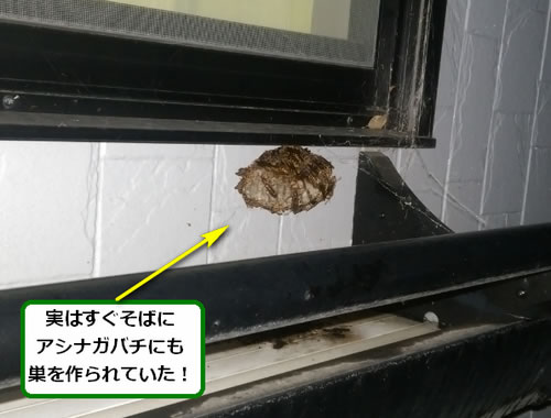 アシナガバチ駆除窓サッシ
