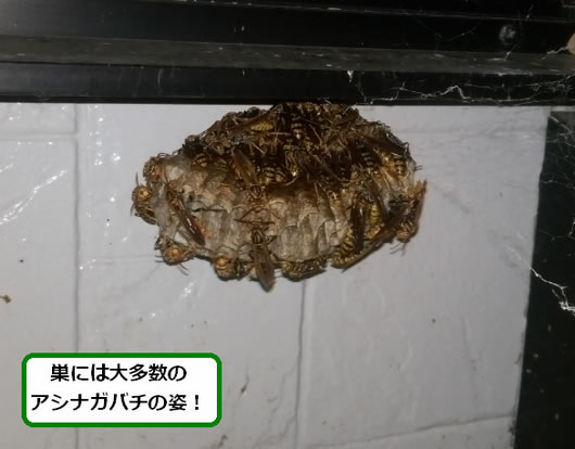 アシナガバチの巣駆除窓サッシ