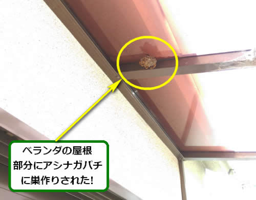 アシナガバチ駆除ベランダ屋根