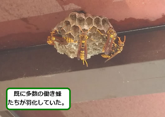 アシナガバチの巣駆除ベランダ屋根