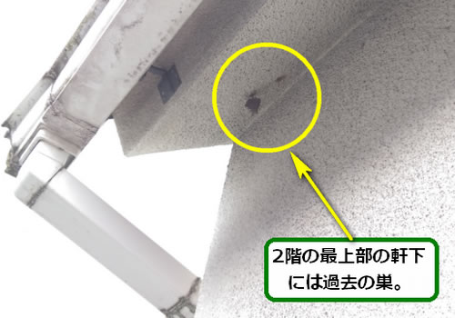 アシナガバチの巣調査軒下