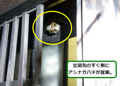 アシナガバチ駆除玄関先