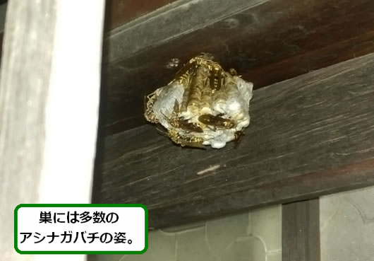 アシナガバチの巣駆除玄関先