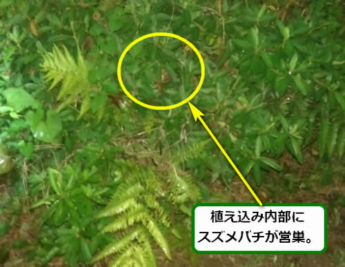 スズメバチ駆除植え込み
