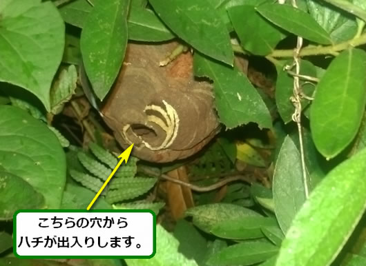 スズメバチの巣駆除植え込み