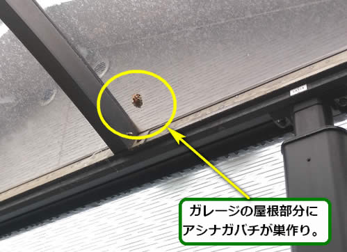 アシナガバチ駆除ガレージ