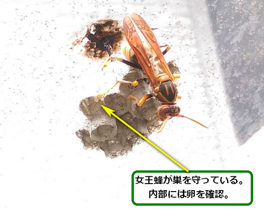 アシナガバチの巣駆除ガレージ