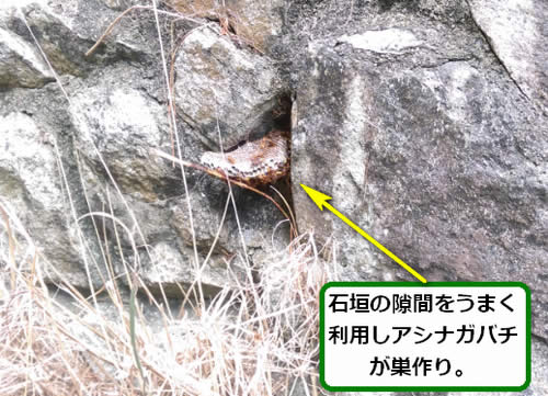 アシナガバチ駆除石垣隙間