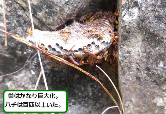 アシナガバチの巣駆除石垣隙間