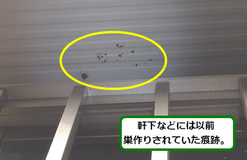 アシナガバチの巣痕跡軒下