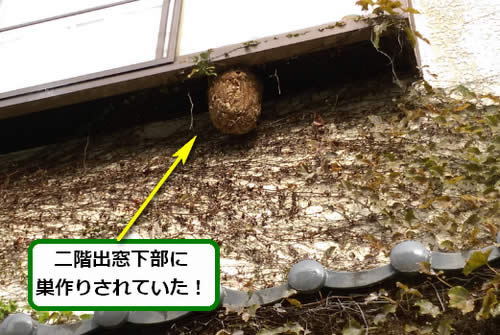 スズメバチ駆除高所出窓下部