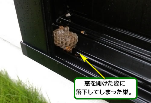 アシナガバチの巣駆除窓サッシ落下