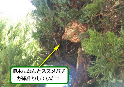 スズメバチ駆除玄関先植木