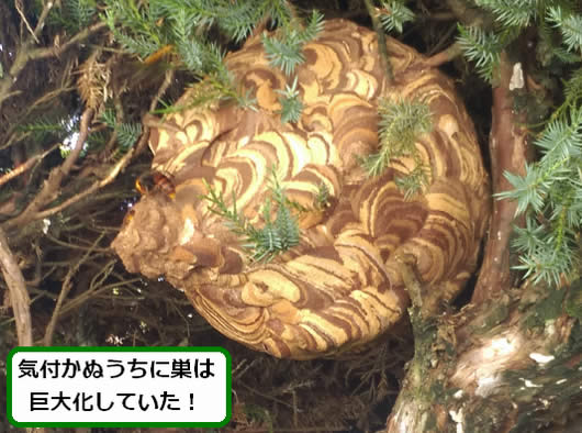 スズメバチの巣駆除玄関先植木