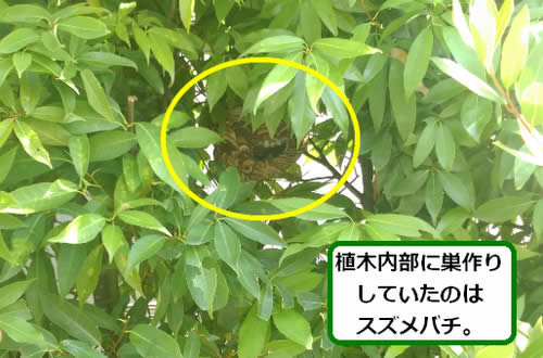 スズメバチ駆除生垣内部