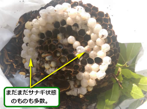スズメバチの巣サナギ幼虫多数