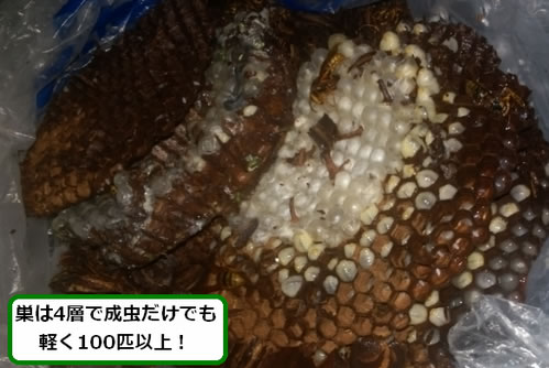 キイロスズメバチの巣サナギ多数