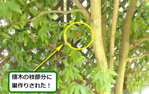 スズメバチ駆除植木枝