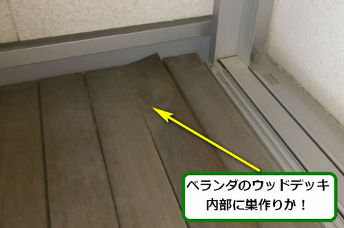 アシナガバチ駆除ウッドデッキ