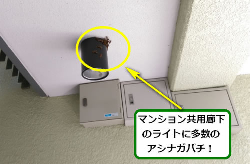 アシナガバチ駆除群生