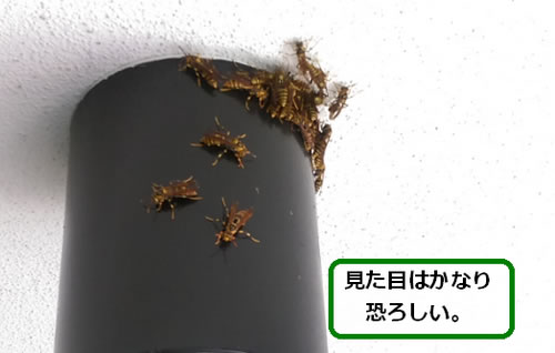 アシナガバチ駆除共用廊下