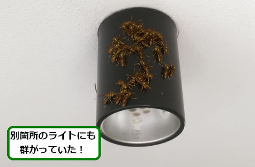 アシナガバチ駆除共用廊下