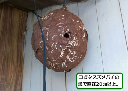 スズメバチの巣駆除配線巻き込み