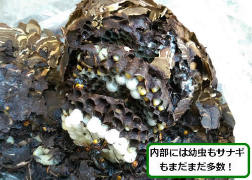 スズメバチの巣内部