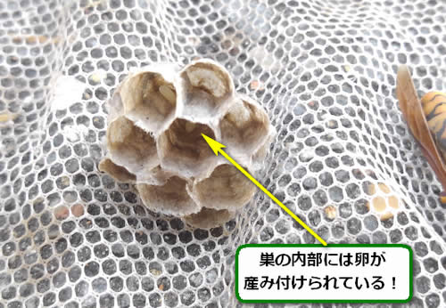 アシナガバチの巣内部卵