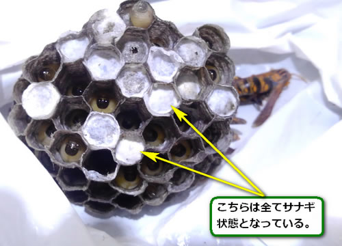 アシナガバチの巣内部サナギ