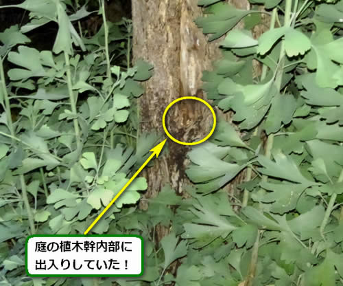 スズメバチ駆除植木