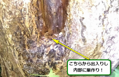 モンスズメバチ幹侵入口