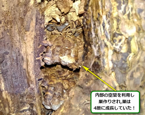 モンスズメバチの巣駆除幹内部