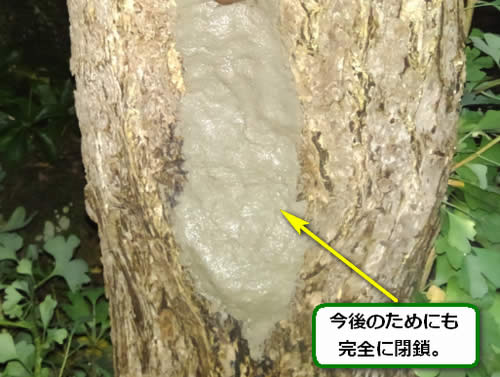 モンスズメバチ侵入口閉鎖